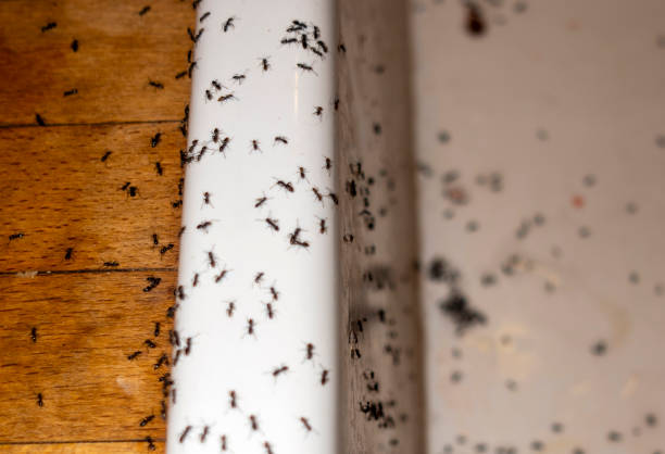 Best Flea Control Services  in Bannockburn, IL
