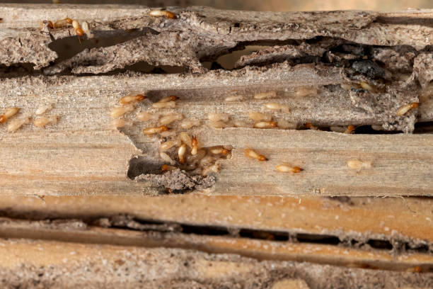 Best Cockroach Control Services  in Bannockburn, IL